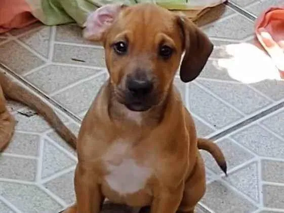 Cachorro ra a SRD-ViraLata idade 2 a 6 meses nome Pudim 