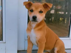 Cachorro raça SRD-ViraLata idade 2 a 6 meses nome Não tem