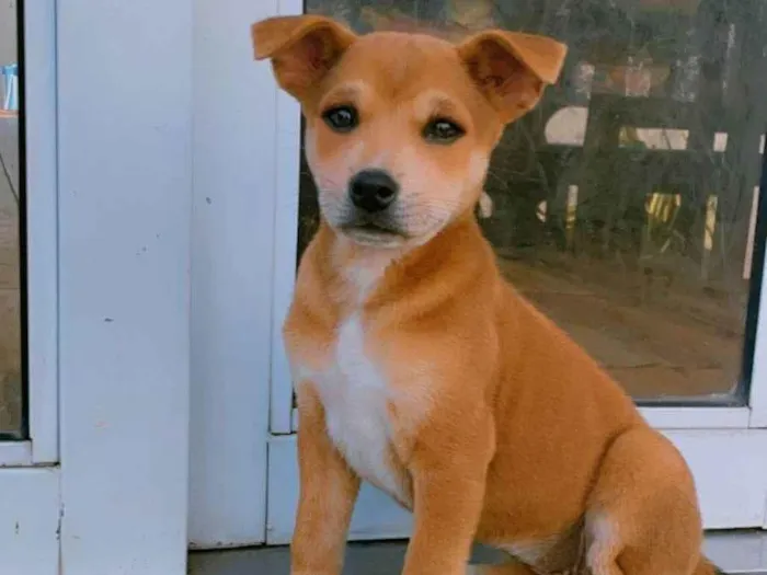 Cachorro ra a SRD-ViraLata idade 2 a 6 meses nome Não tem