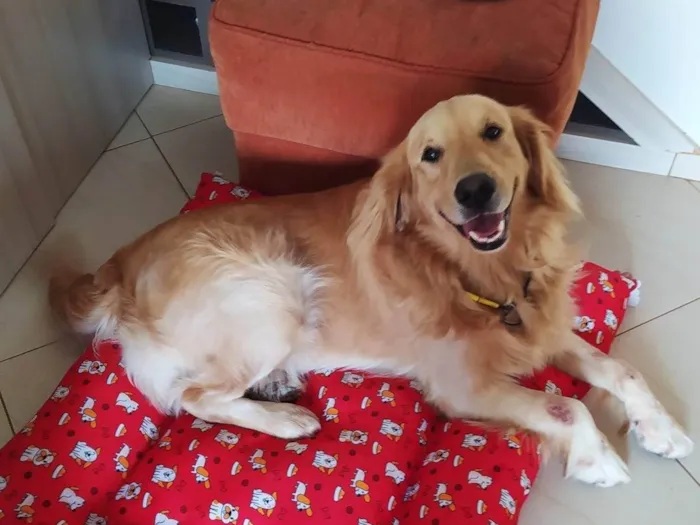 Cachorro ra a Pastor Alemão e Golden Retirvier idade 6 ou mais anos nome Lola e Toni