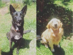 Cachorro raça Pastor Alemão e Golden Retirvier idade 6 ou mais anos nome Lola e Toni