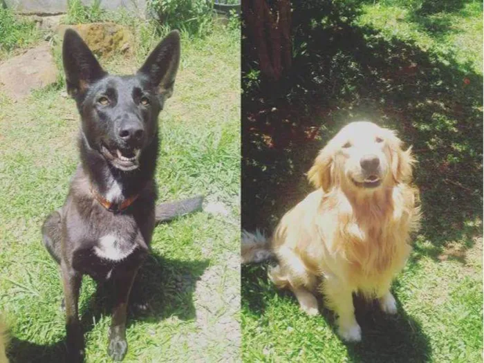 Cachorro ra a Pastor Alemão e Golden Retirvier idade 6 ou mais anos nome Lola e Toni