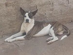 Cachorro raça Boxer idade 2 anos nome Jhow