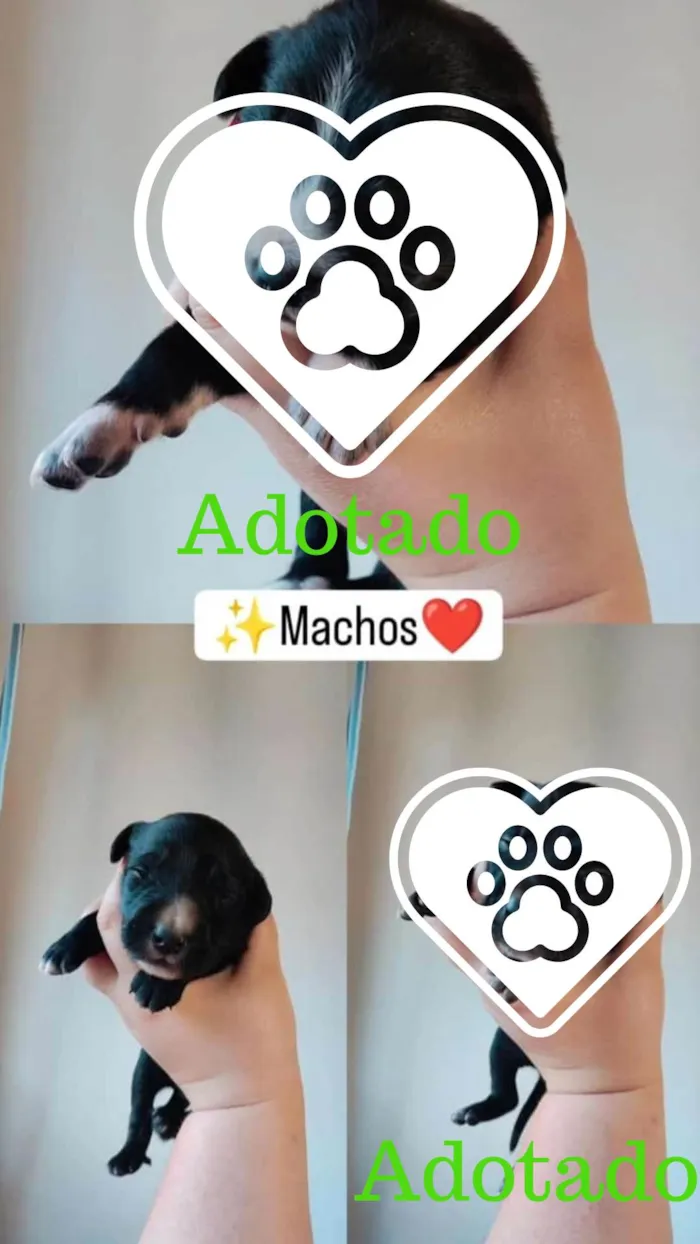 Cachorro ra a SRD-ViraLata idade Abaixo de 2 meses nome Sem nome