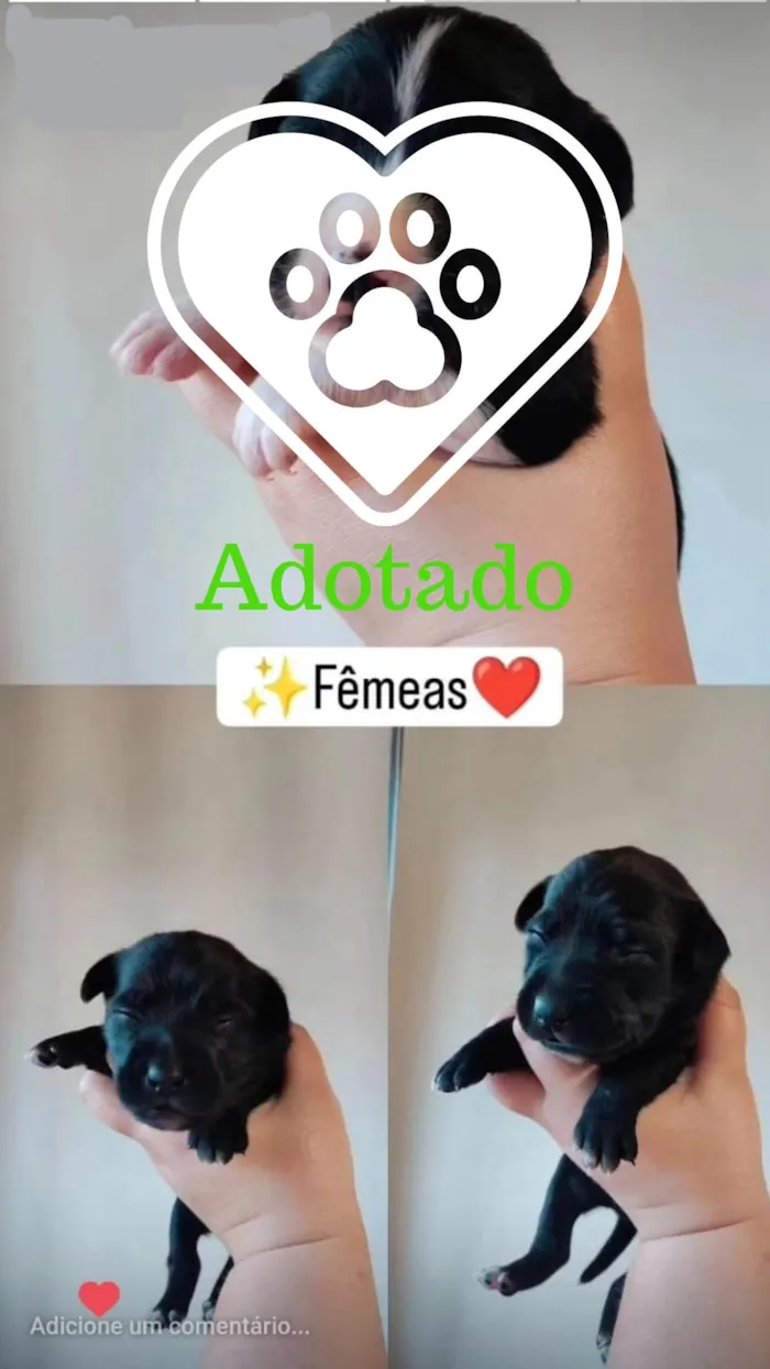 Cachorro ra a SRD-ViraLata idade Abaixo de 2 meses nome Sem nome