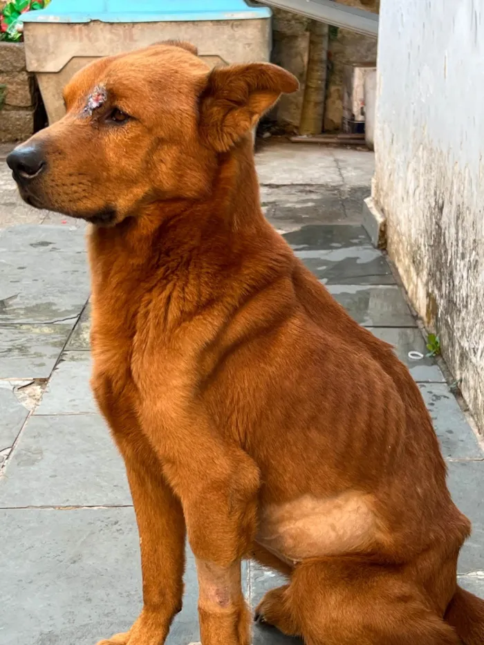 Cachorro ra a SRD-ViraLata idade 3 anos nome Napoleão 