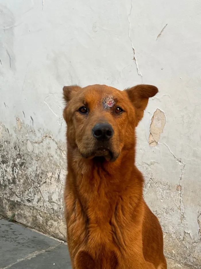 Cachorro ra a SRD-ViraLata idade 3 anos nome Napoleão 