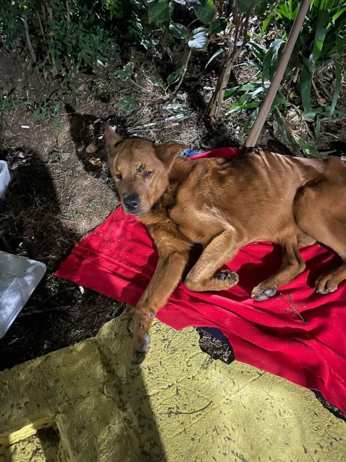 Cachorro ra a SRD-ViraLata idade 3 anos nome Napoleão 