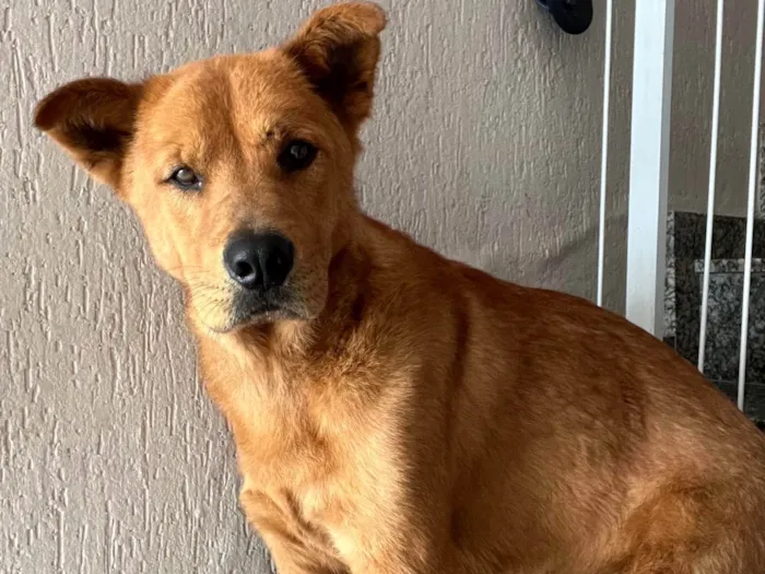 Cachorro ra a SRD-ViraLata idade 3 anos nome Napoleão 