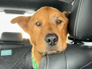 Cachorro raça SRD-ViraLata idade 3 anos nome Napoleão 