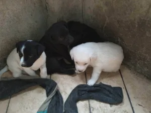 Cachorro raça SRD-ViraLata idade 2 a 6 meses nome Lala, Lelê, Lili, Lolo