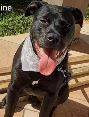 Cachorro ra a Pit-Bull idade 1 ano nome Ayron