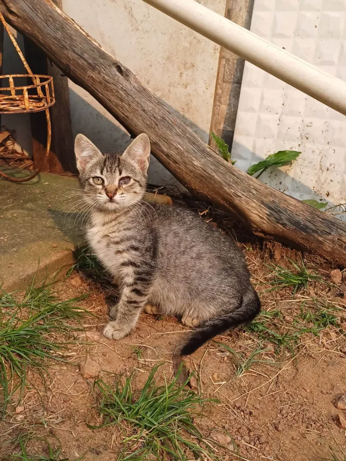 Gato ra a SRD-ViraLata idade Abaixo de 2 meses nome Estelinha adocao