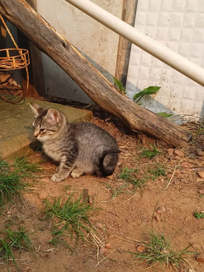 Gato ra a SRD-ViraLata idade Abaixo de 2 meses nome Estelinha adocao