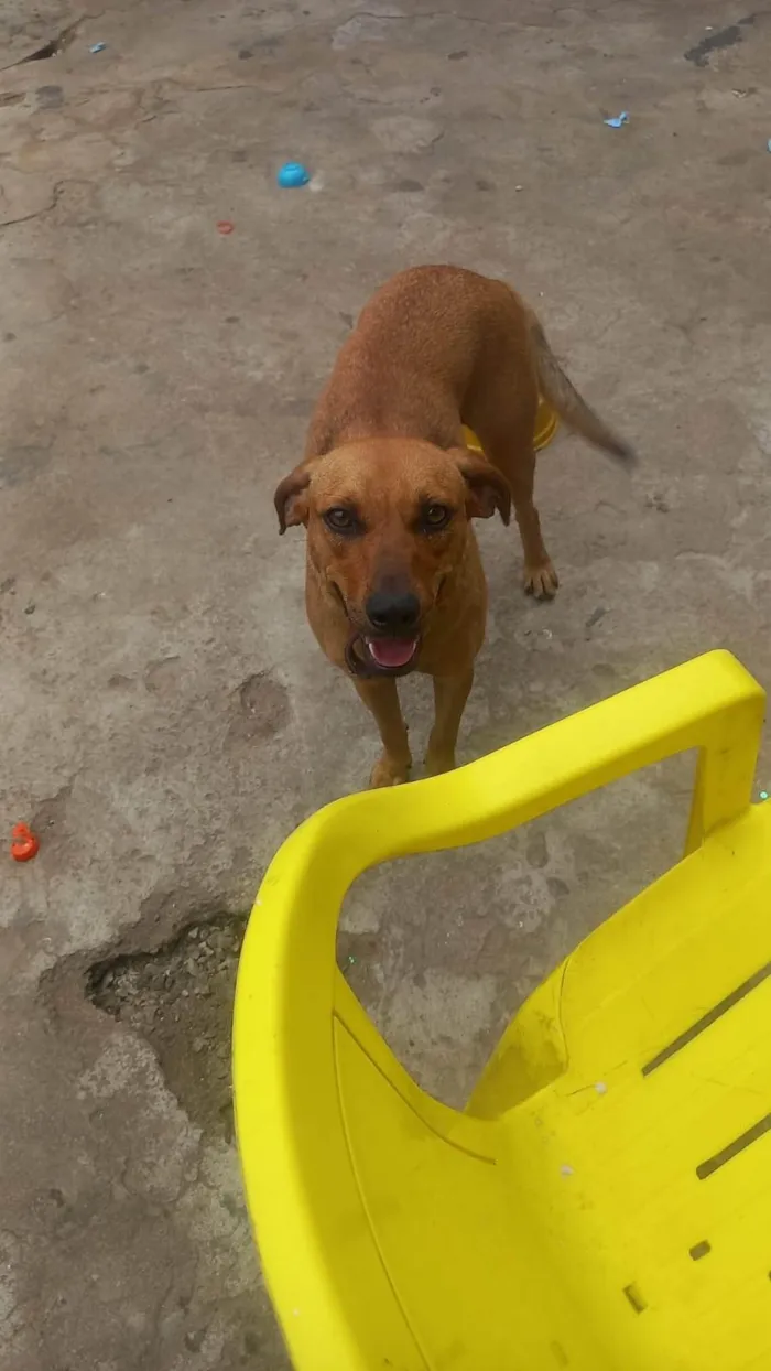 Cachorro ra a SRD-ViraLata idade 1 ano nome Aurora 1aninho 