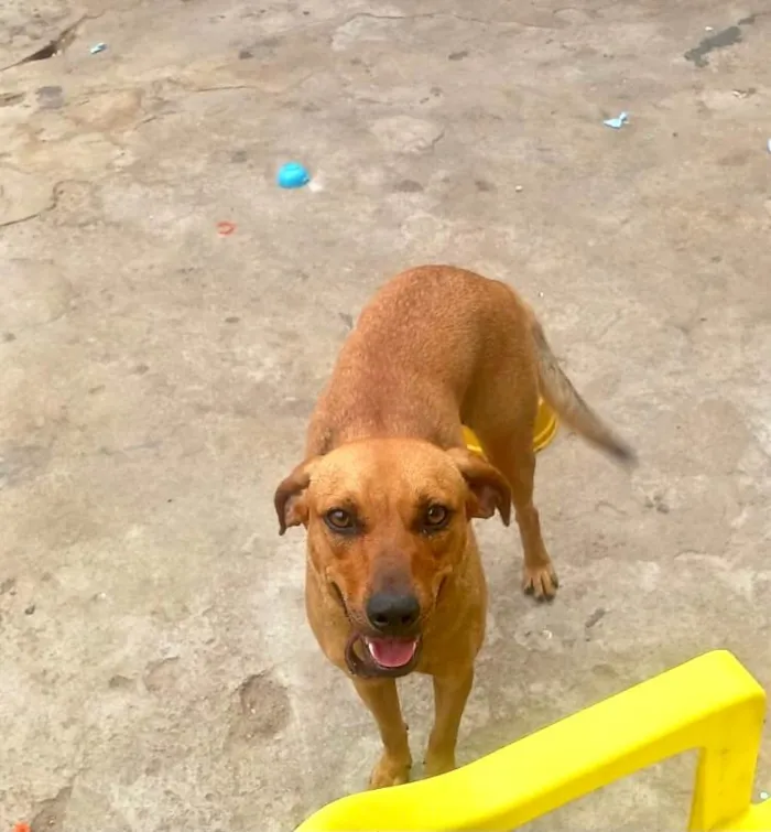 Cachorro ra a SRD-ViraLata idade 1 ano nome Aurora 1aninho 