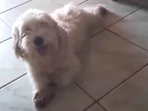 Cachorro raça Poodle idade 2 a 6 meses nome Lucky 