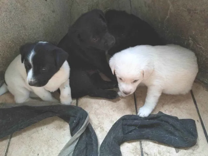 Cachorro ra a SRD-ViraLata idade 2 a 6 meses nome Lala, Lelê, Lili, Lolo