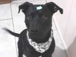 Cachorro raça Pit-Bull idade 1 ano nome Ayron