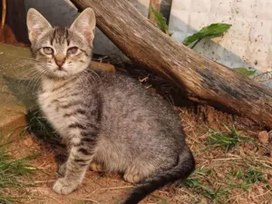 Gato raça SRD-ViraLata idade Abaixo de 2 meses nome Estelinha adocao