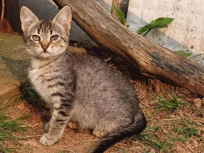 Gato ra a SRD-ViraLata idade Abaixo de 2 meses nome Estelinha adocao