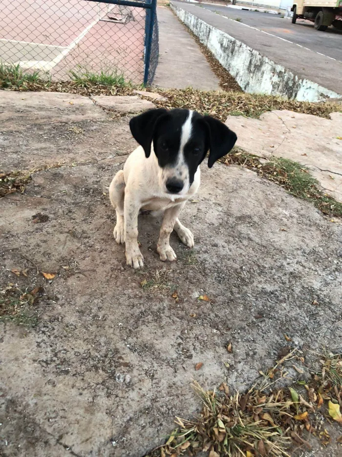 Cachorro ra a SRD-ViraLata idade 2 a 6 meses nome Mel