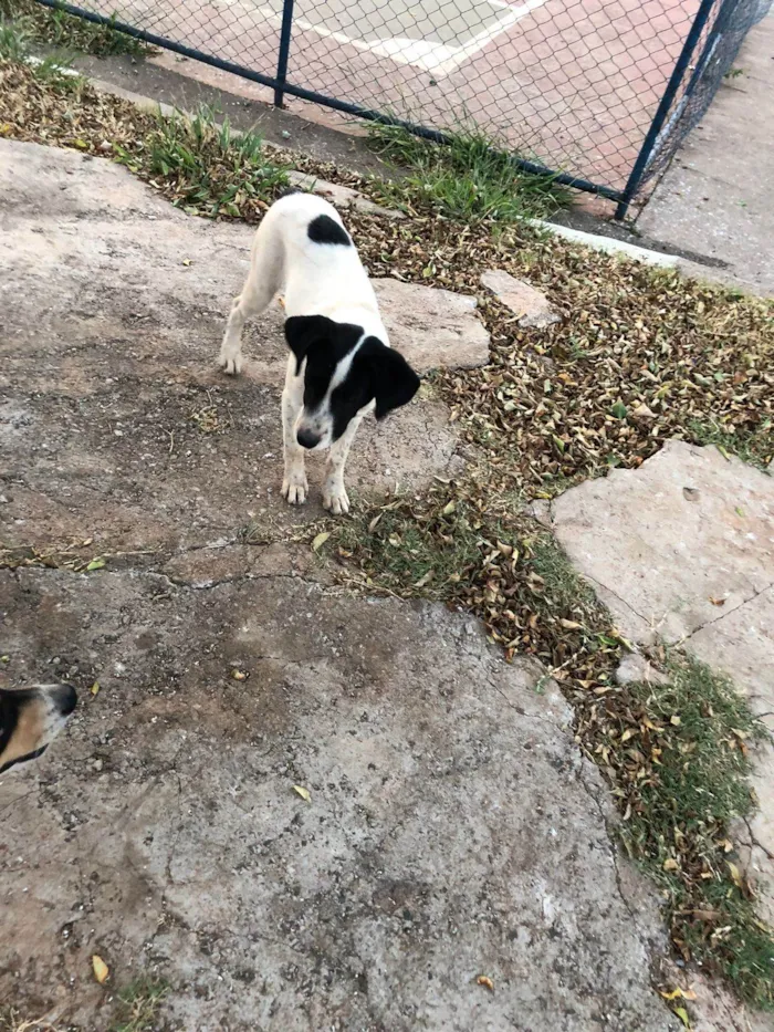 Cachorro ra a SRD-ViraLata idade 2 a 6 meses nome Mel