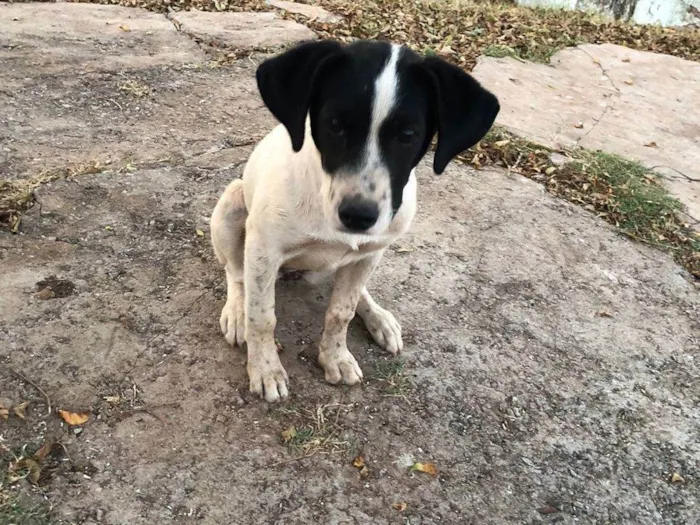 Cachorro ra a SRD-ViraLata idade 2 a 6 meses nome Mel