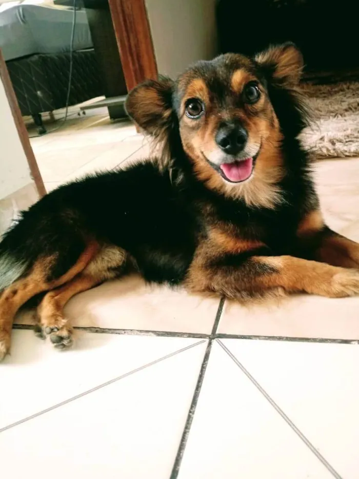 Cachorro ra a Srd/sem raça definida idade 6 ou mais anos nome Pitico