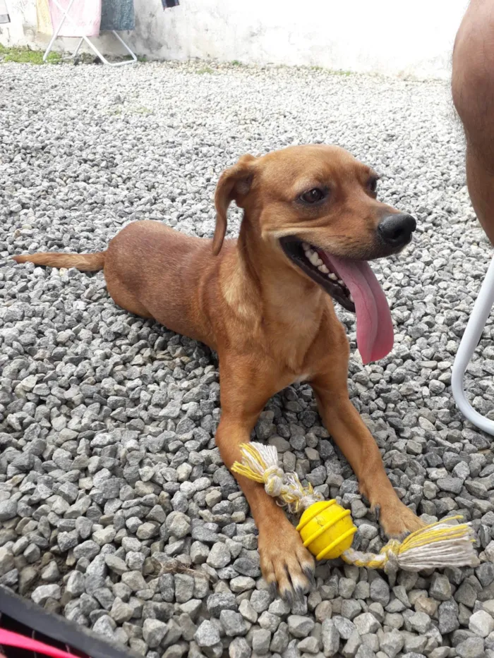 Cachorro ra a SRD-ViraLata idade 5 anos nome Thor