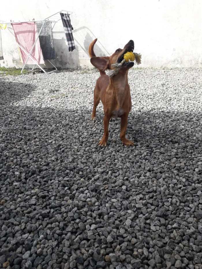 Cachorro ra a SRD-ViraLata idade 5 anos nome Thor