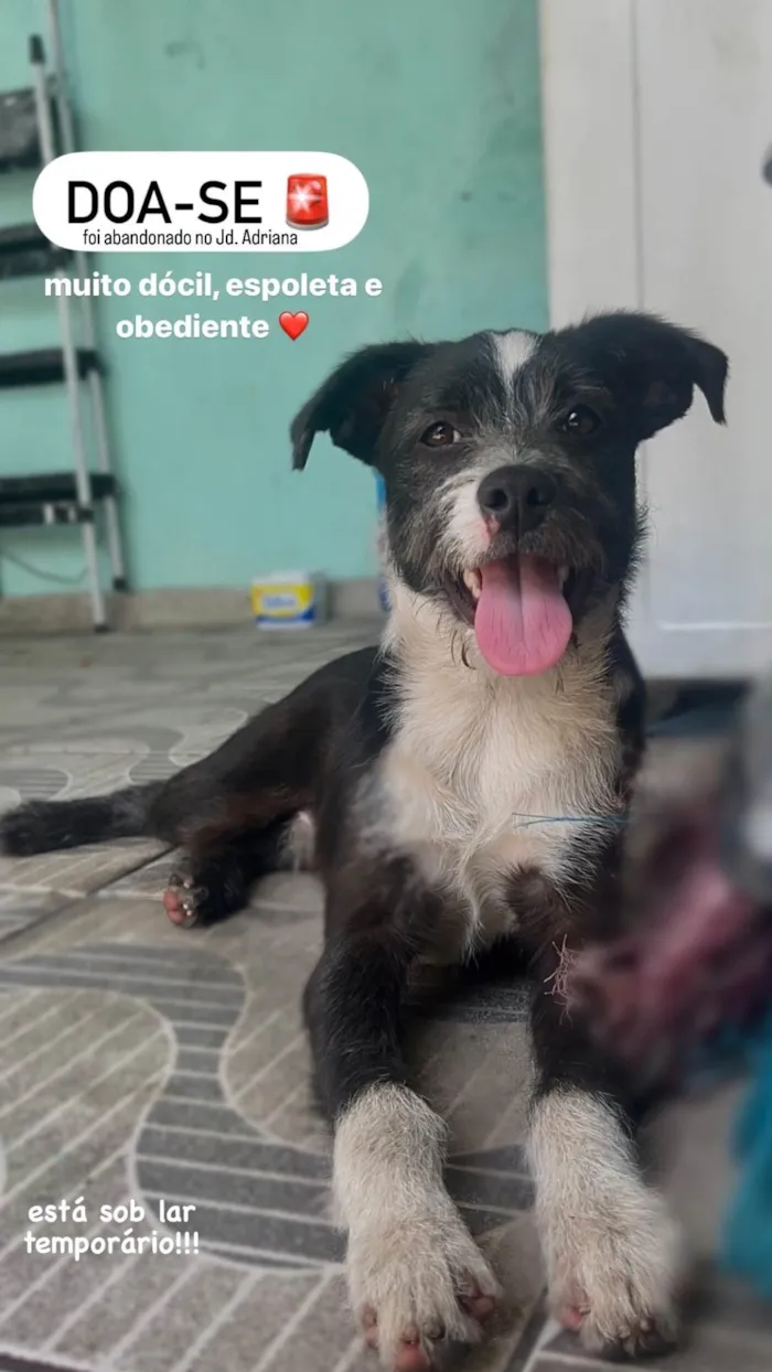 Cachorro ra a SRD-ViraLata idade 1 ano nome não sei o nome dele