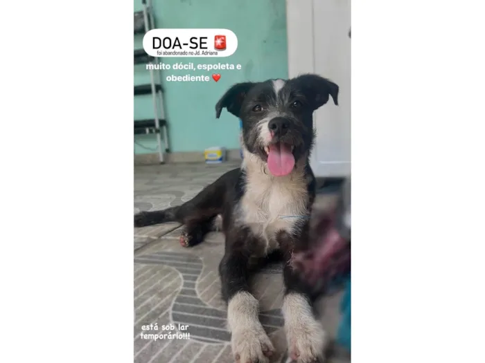 Cachorro ra a SRD-ViraLata idade 1 ano nome não sei o nome dele