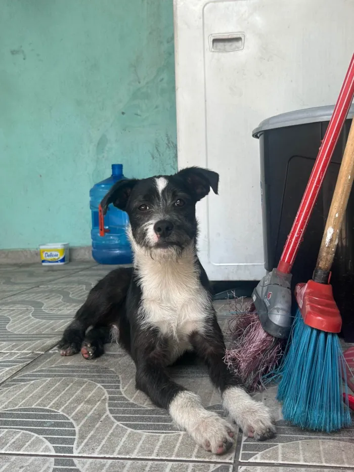 Cachorro ra a SRD-ViraLata idade 1 ano nome não sei o nome dele