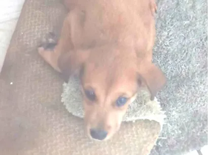 Cachorro raça SRD-ViraLata idade 7 a 11 meses nome Lola