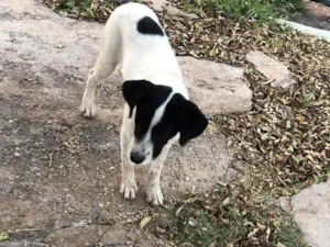 Cachorro raça SRD-ViraLata idade 2 a 6 meses nome Mel