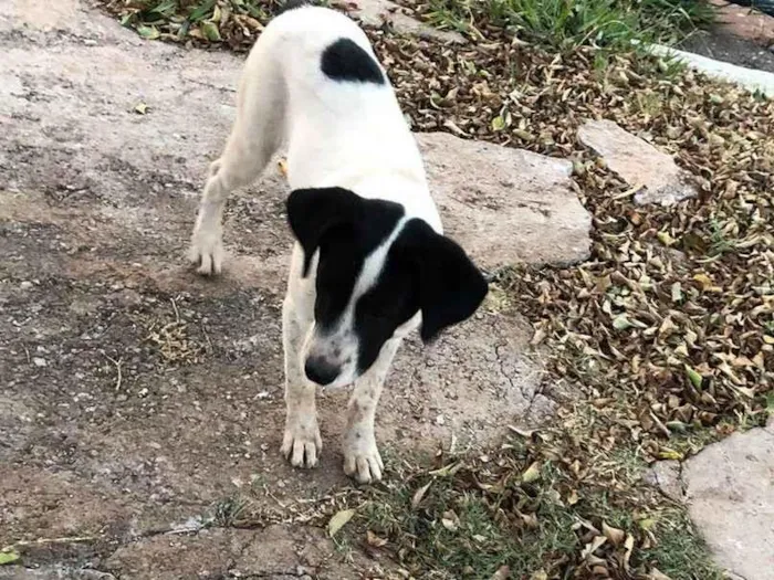 Cachorro ra a SRD-ViraLata idade 2 a 6 meses nome Mel