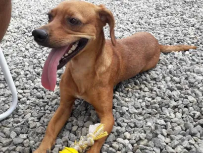 Cachorro raça SRD-ViraLata idade 5 anos nome Thor