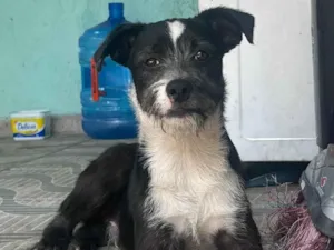 Cachorro raça SRD-ViraLata idade 1 ano nome não sei o nome dele