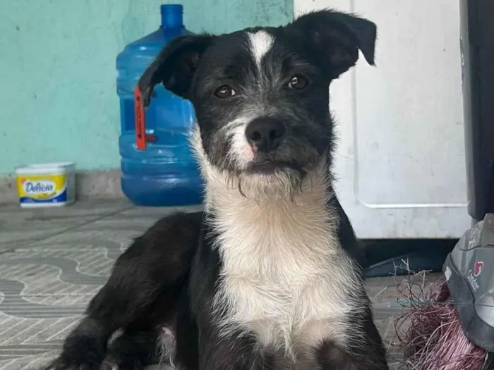 Cachorro ra a SRD-ViraLata idade 1 ano nome não sei o nome dele