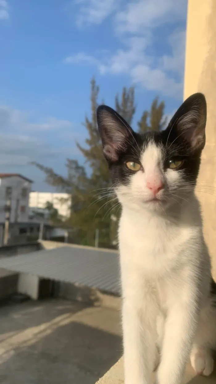 Gato ra a SRD-ViraLata idade 2 a 6 meses nome Gatinha 