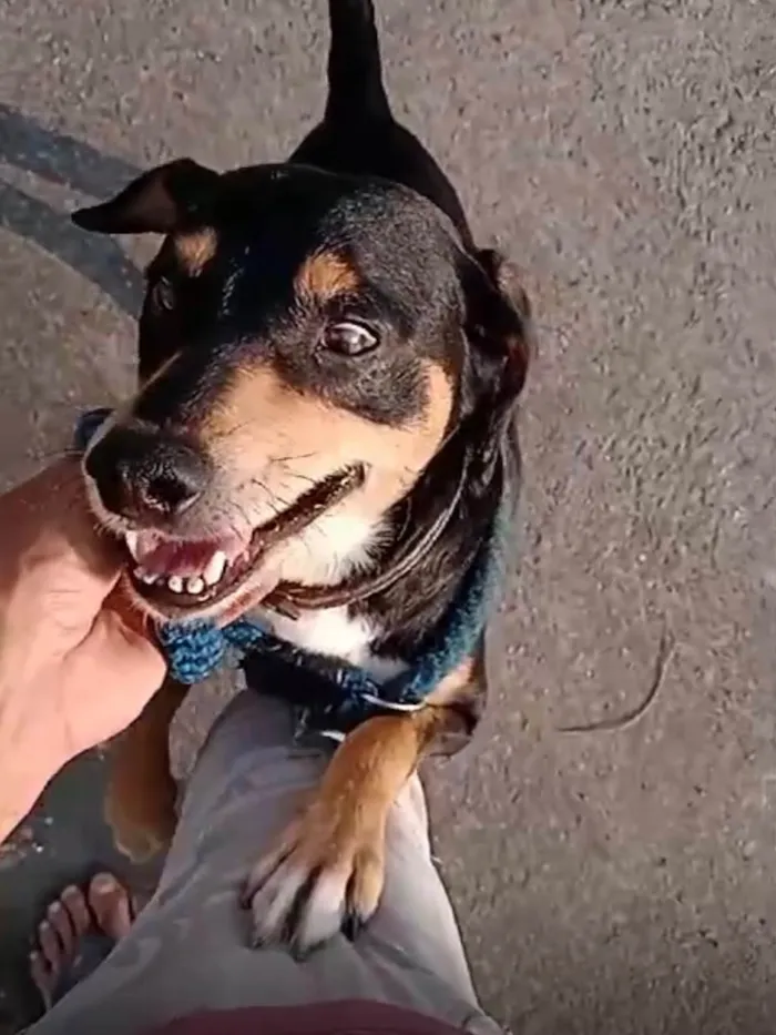 Cachorro ra a SRD-ViraLata idade 3 anos nome Raul 