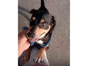 Cachorro raça SRD-ViraLata idade 3 anos nome Raul 