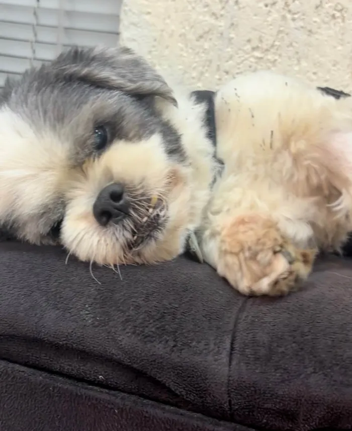 Cachorro ra a Lhasa Apso idade 4 anos nome Apólo