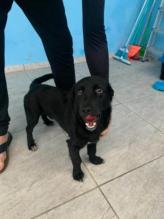 Cachorro ra a SRD-ViraLata idade 7 a 11 meses nome black