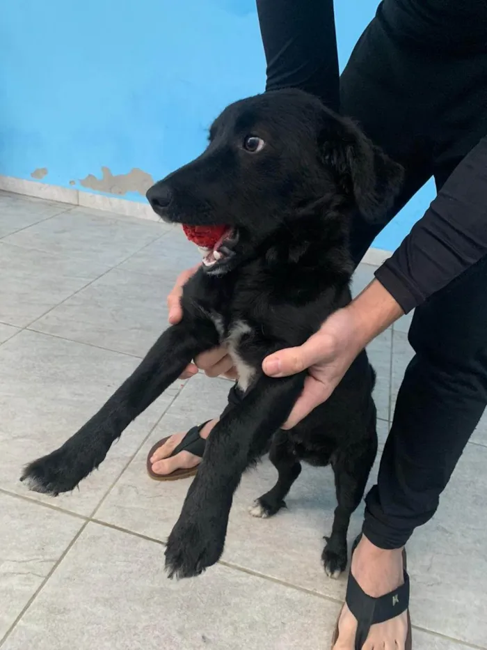 Cachorro ra a SRD-ViraLata idade 7 a 11 meses nome black