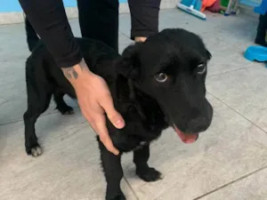 Cachorro raça SRD-ViraLata idade 7 a 11 meses nome black