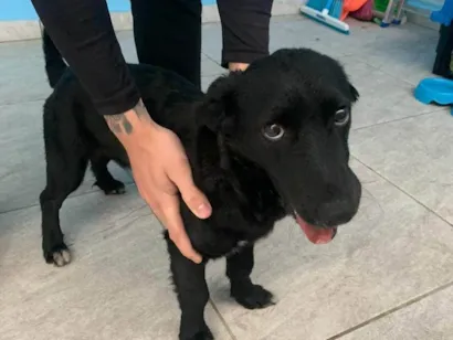 Cachorro raça SRD-ViraLata idade 7 a 11 meses nome black