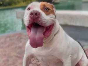 Cachorro raça Pit-Bull idade 6 ou mais anos nome Thor