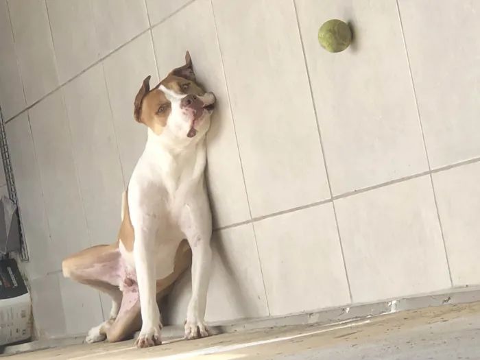 Cachorro ra a Pit-Bull idade 2 anos nome Apollo